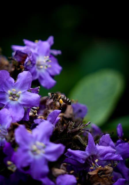 Bee and Bloom on a wall above a sofa