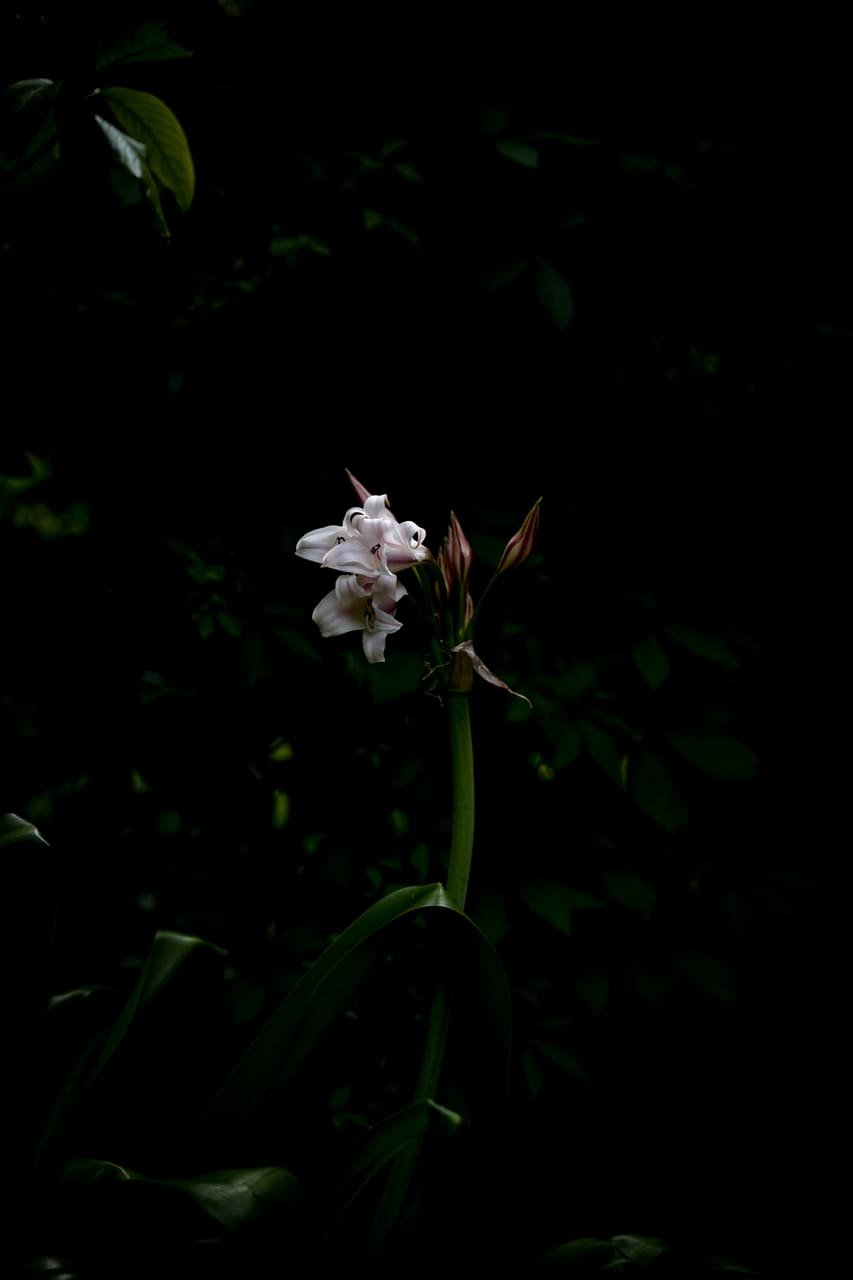 Night Lily II — print