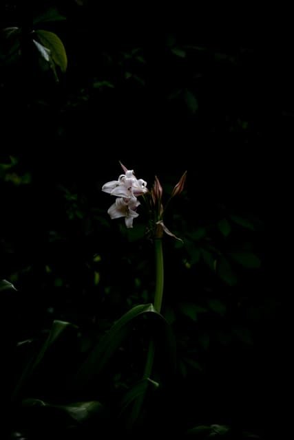 Night Lily II on a wall above a sofa